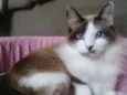 Peludinha