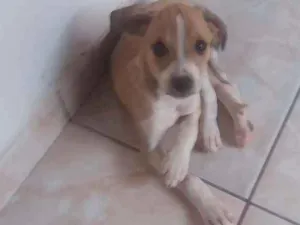 Cachorro raça Vira lata idade 2 a 6 meses nome Filhotinho