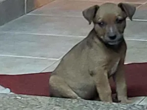 Cachorro raça Bleu Hiler com RND idade 2 a 6 meses nome Mila 