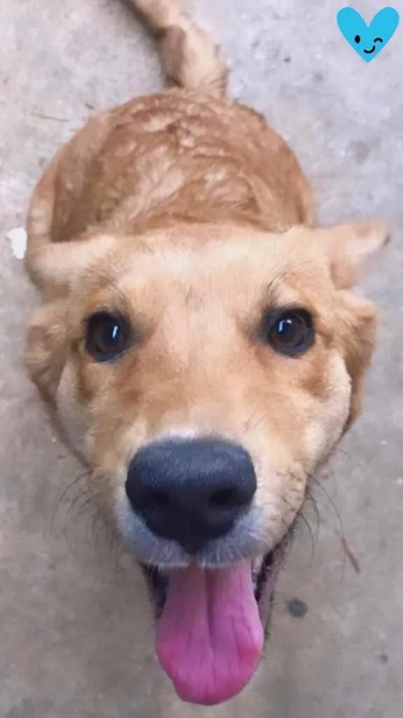 Cachorro ra a Labrador  idade 2 a 6 meses nome Kut