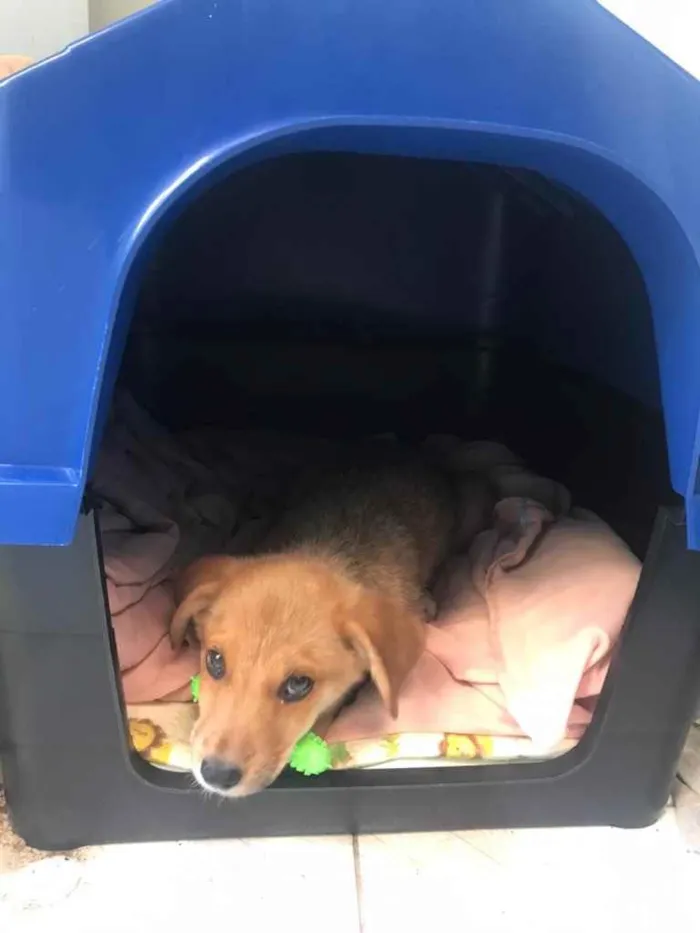 Cachorro ra a Labrador  idade 2 a 6 meses nome Kut