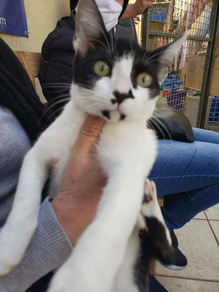 Gato ra a Srd  idade 2 a 6 meses nome Peya