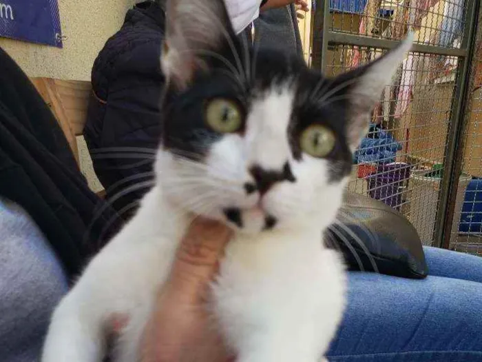 Gato ra a Srd  idade 2 a 6 meses nome Peya