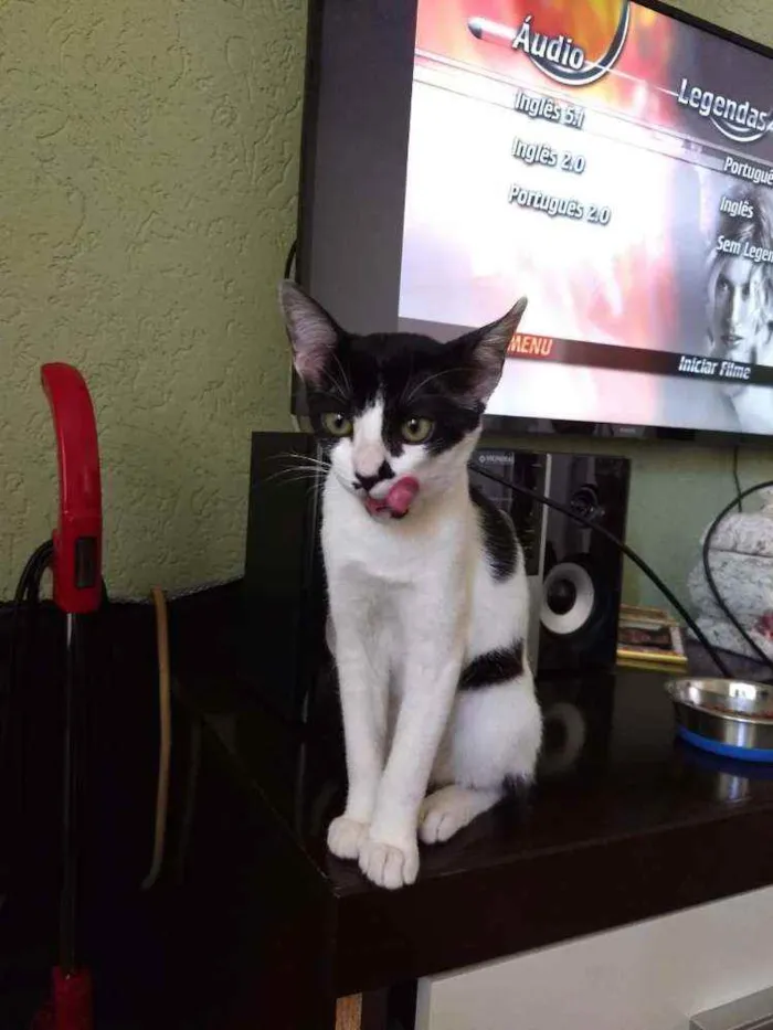 Gato ra a Srd  idade 2 a 6 meses nome Peya