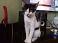 Peya