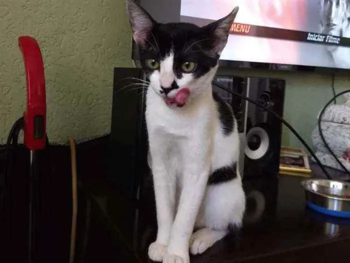 Gato ra a Srd  idade 2 a 6 meses nome Peya