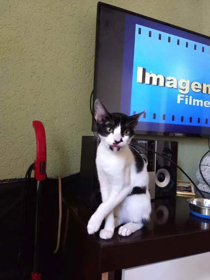 Gato ra a Srd  idade 2 a 6 meses nome Peya