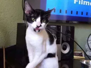 Gato raça Srd  idade 2 a 6 meses nome Peya