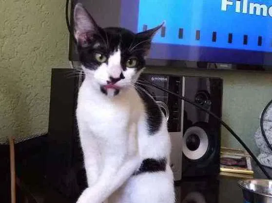 Gato ra a Srd  idade 2 a 6 meses nome Peya