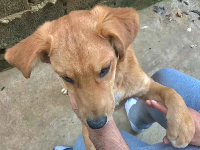 Cachorro ra a Labrador  idade 2 a 6 meses nome Kut