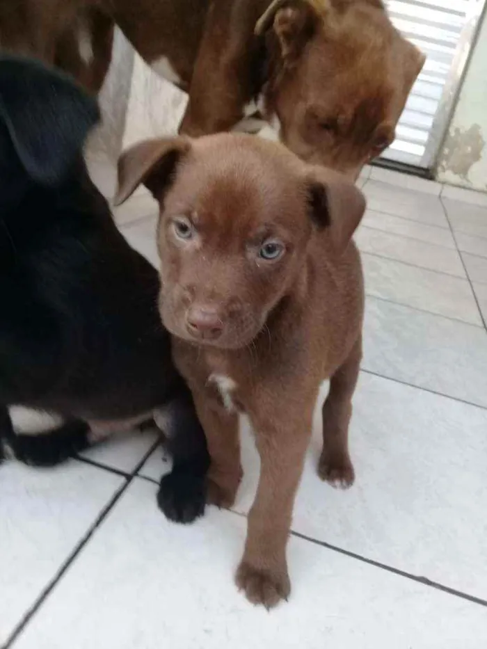 Cachorro ra a Não definimos idade Abaixo de 2 meses nome Não tem