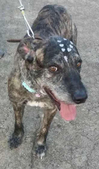 Cachorro raça Não definida idade 2 anos nome Júlia