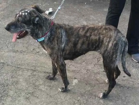 Cachorro raça Não definida idade 2 anos nome Júlia