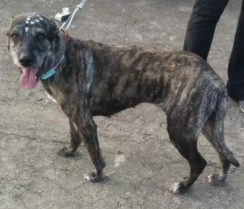 Cachorro raça Não definida idade 2 anos nome Júlia