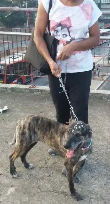 Cachorro raça Não definida idade 2 anos nome Júlia