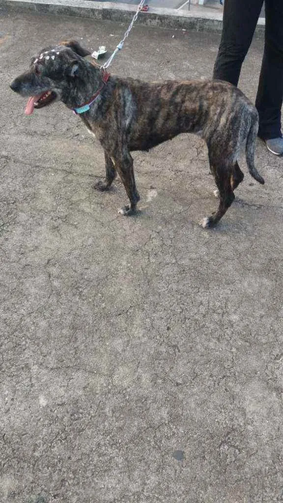 Cachorro raça Não definida idade 2 anos nome Júlia