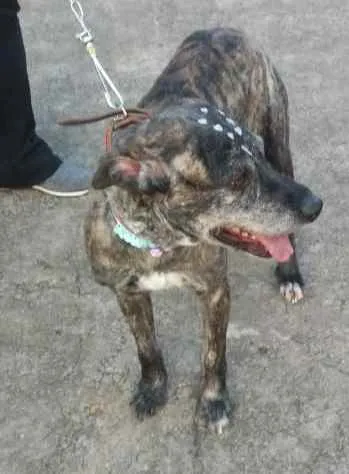 Cachorro raça Não definida idade 2 anos nome Júlia