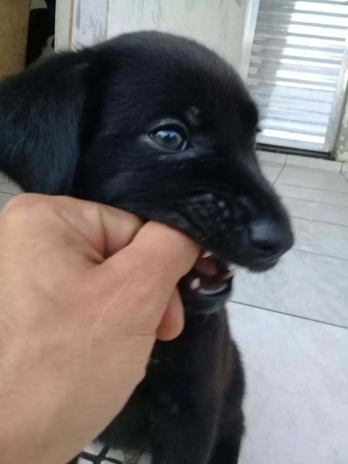 Cachorro ra a Não definimos idade Abaixo de 2 meses nome Não tem