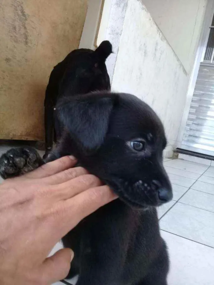 Cachorro ra a Não definimos idade Abaixo de 2 meses nome Não tem