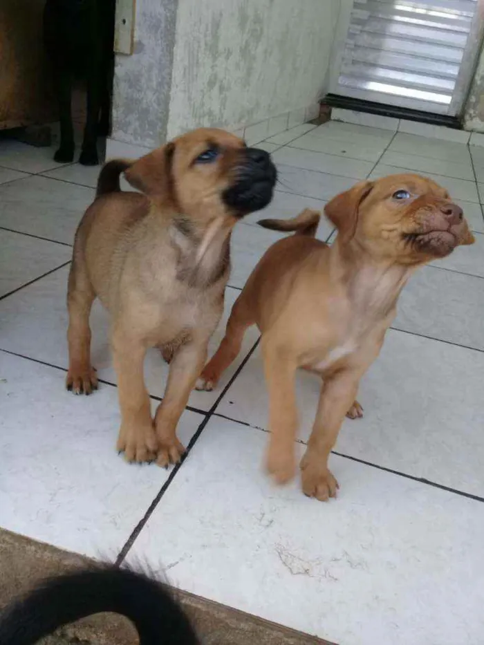 Cachorro ra a Não definimos idade Abaixo de 2 meses nome Não tem