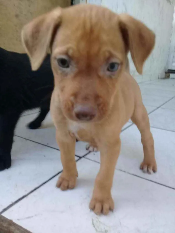 Cachorro ra a Não definimos idade Abaixo de 2 meses nome Não tem