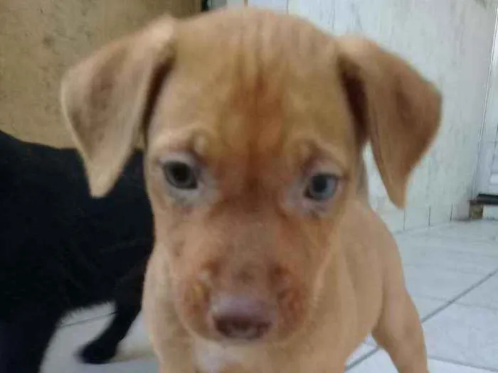 Cachorro ra a Não definimos idade Abaixo de 2 meses nome Não tem