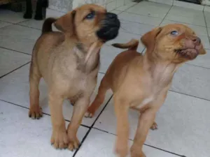 Cachorro raça Não definimos idade Abaixo de 2 meses nome Não tem