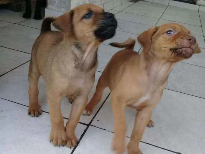 Cachorro ra a Não definimos idade Abaixo de 2 meses nome Não tem