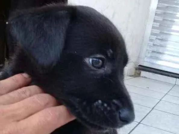 Cachorro ra a Não definimos idade Abaixo de 2 meses nome Não tem