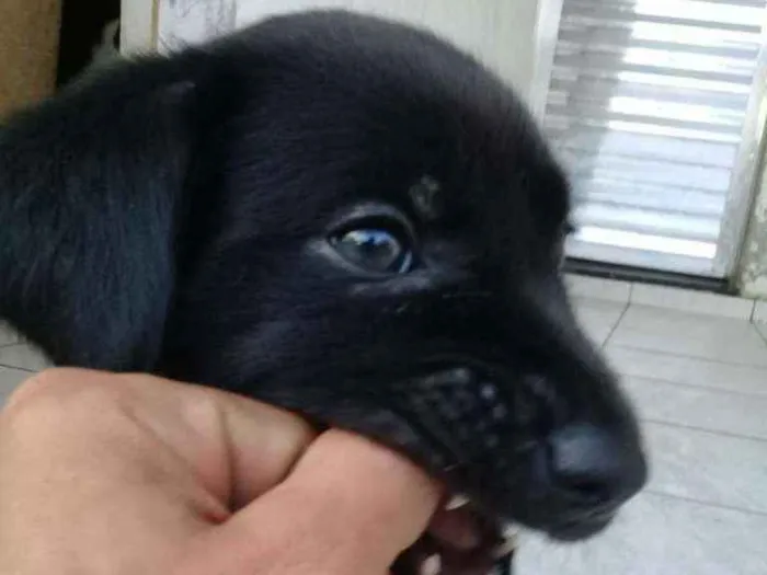 Cachorro ra a Não definimos idade Abaixo de 2 meses nome Não tem