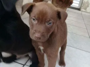 Cachorro raça Não definimos idade Abaixo de 2 meses nome Não tem