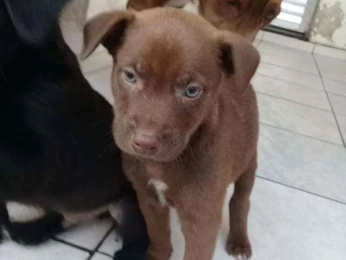 Cachorro ra a Não definimos idade Abaixo de 2 meses nome Não tem