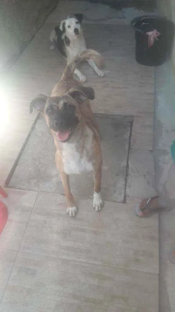 Cachorro ra a SRD idade 2 anos nome Estrela 