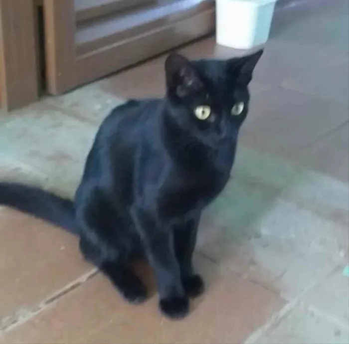 Gato ra a SRD idade 2 a 6 meses nome Alice 