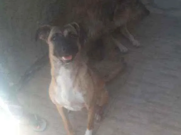 Cachorro ra a SRD idade 2 anos nome Estrela 