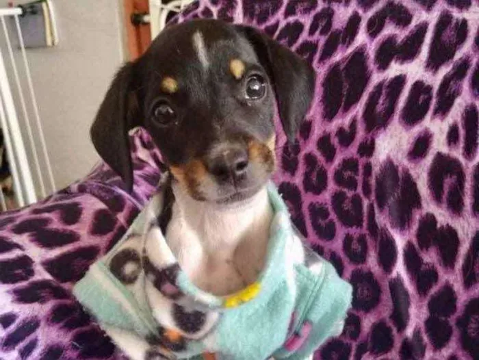 Cachorro ra a SRD idade 2 a 6 meses nome Kyara