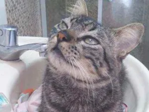 Gato raça Tigrado idade 1 ano nome Júnior