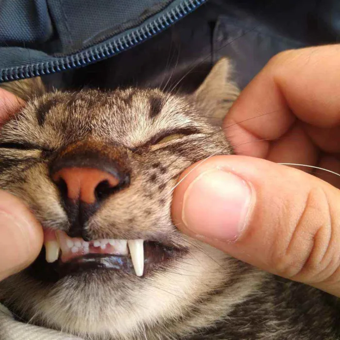 Gato raça Tigrado idade 1 ano nome Júnior