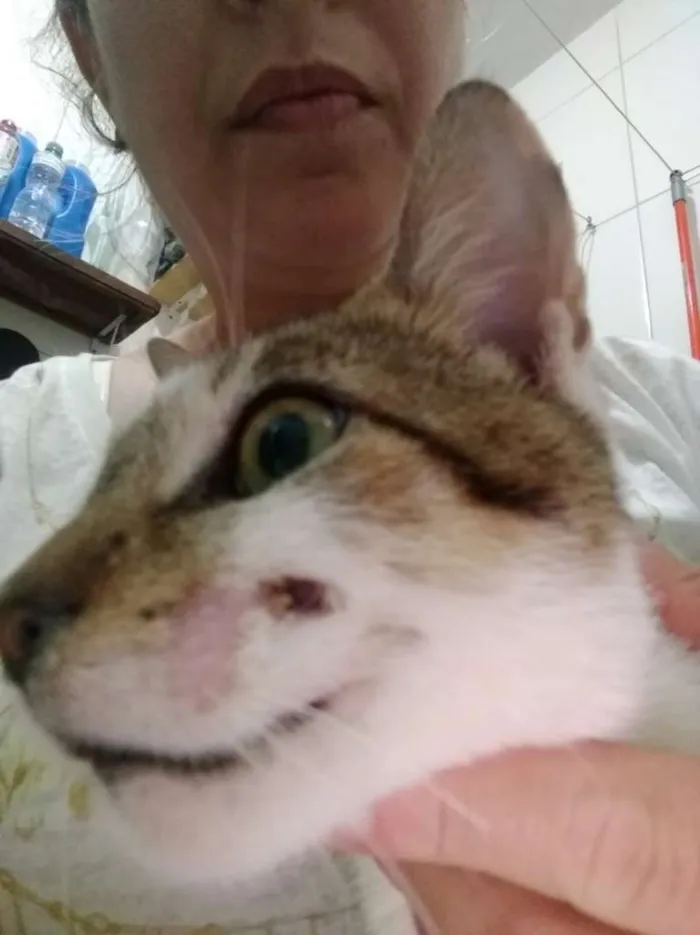 Gato ra a SRD-ViraLata idade 2 anos nome Vitinho