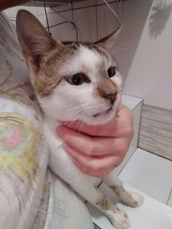 Gato ra a SRD-ViraLata idade 2 anos nome Vitinho