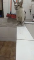 Vitinho