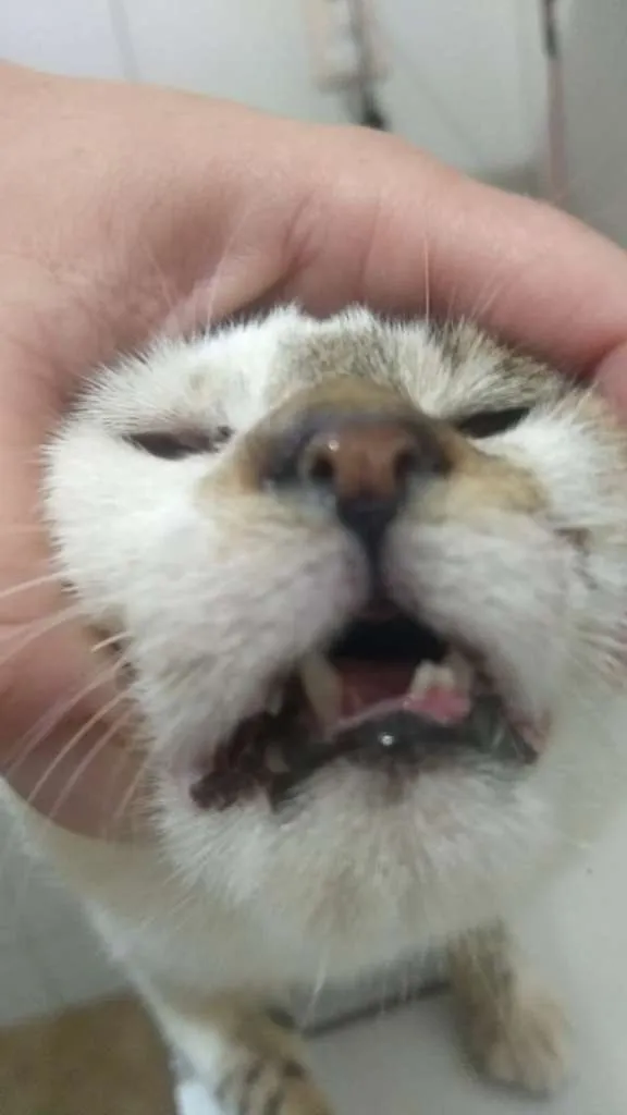 Gato ra a SRD-ViraLata idade 2 anos nome Vitinho