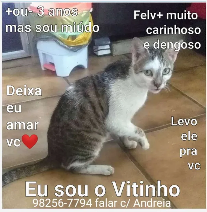 Gato ra a SRD-ViraLata idade 2 anos nome Vitinho