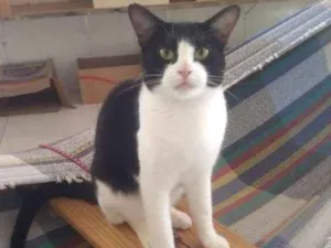 Gato raça SRD idade 1 ano nome Bat