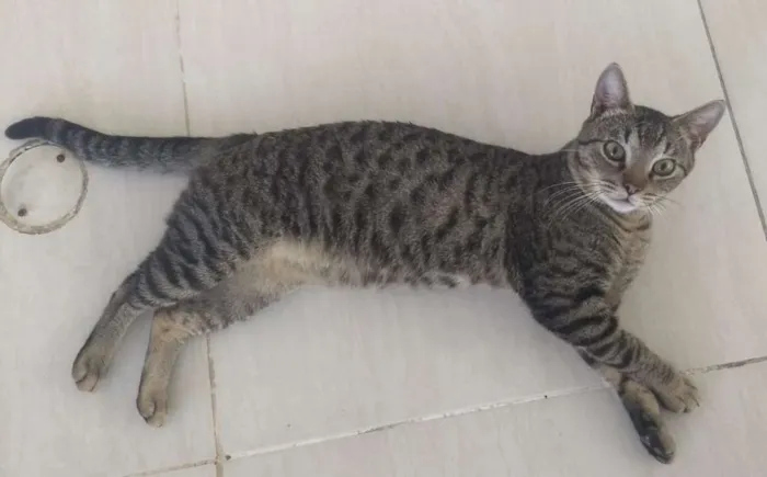 Gato ra a SRD idade 7 a 11 meses nome Nino