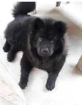 Lala
