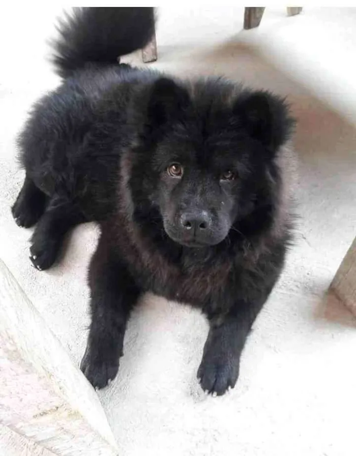 Cachorro ra a Chow chow idade 1 ano nome Lala