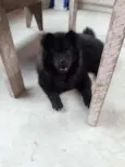 Lala