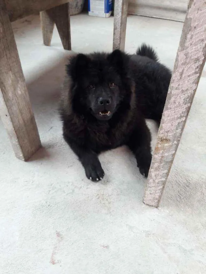 Cachorro ra a Chow chow idade 1 ano nome Lala