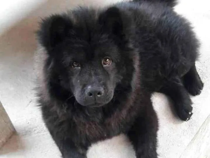 Cachorro ra a Chow chow idade 1 ano nome Lala